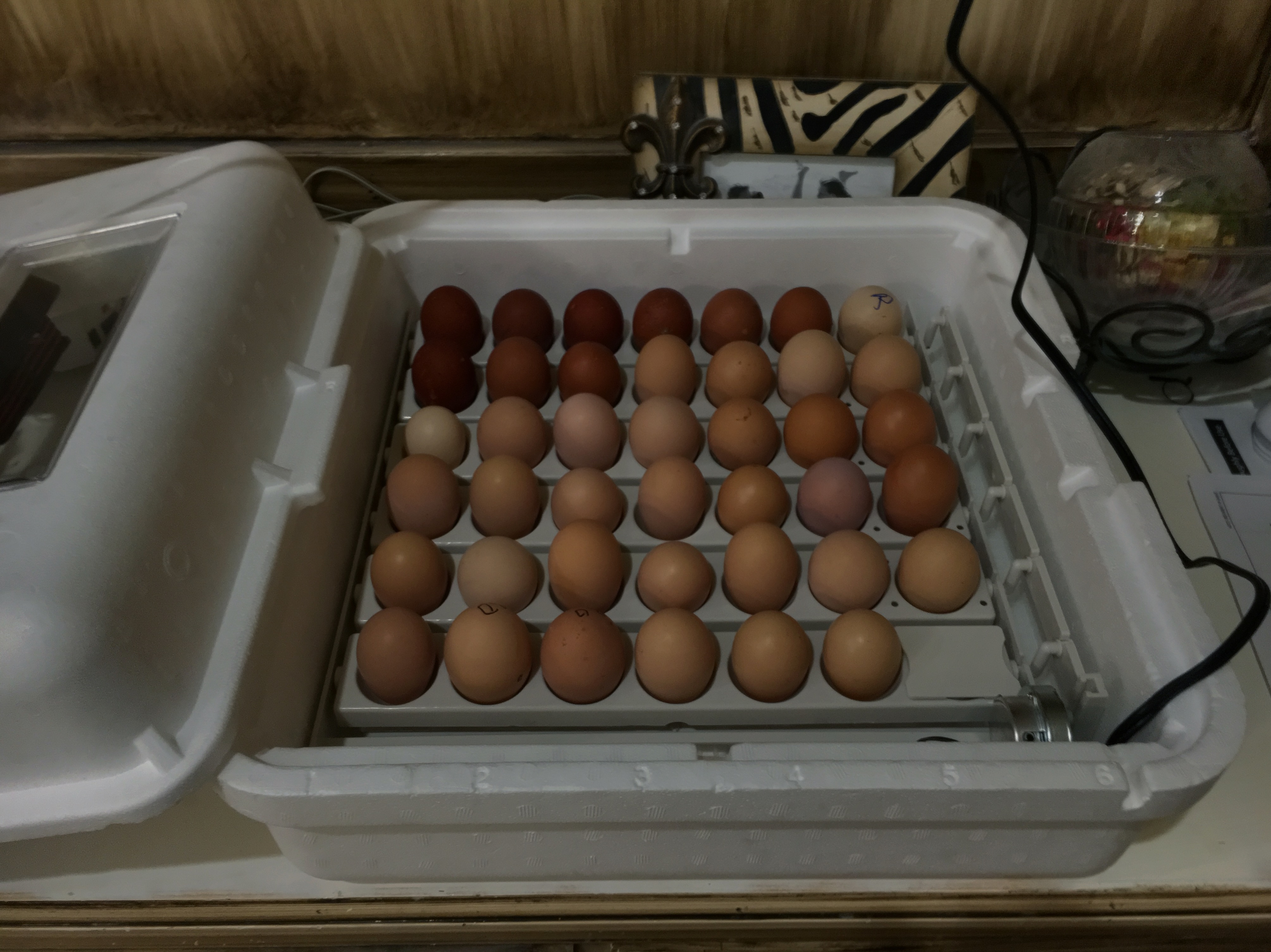 Eggs in incubator