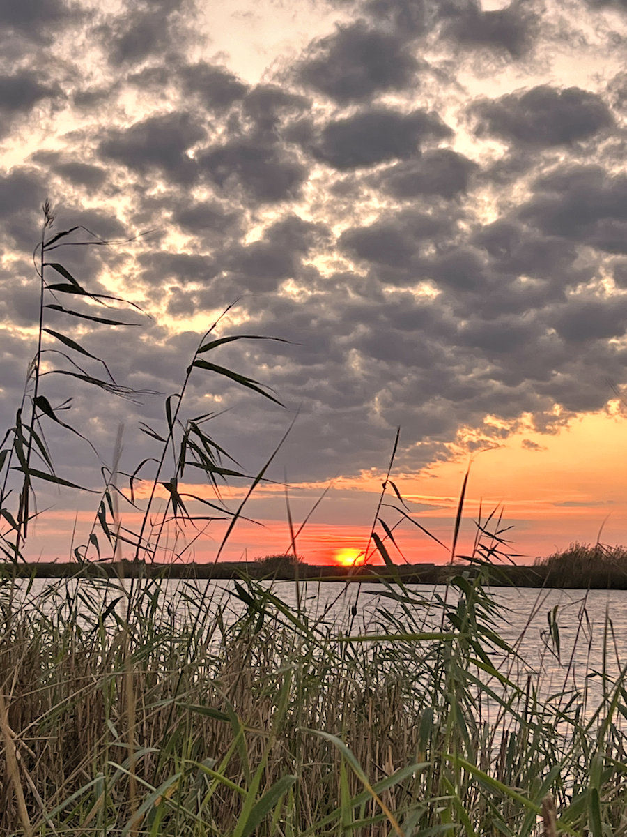 Cameron Marsh Collection