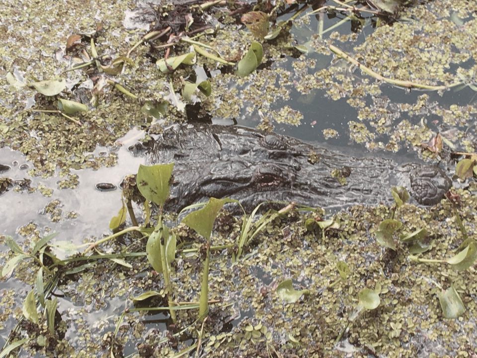 Louisiana alligator and leather craftsmanship inspiration