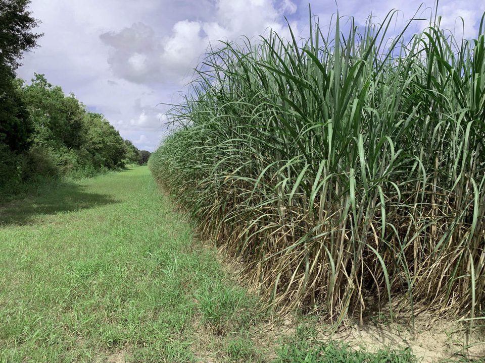 Louisiana sugarcane landscape and leather goods story inspiration