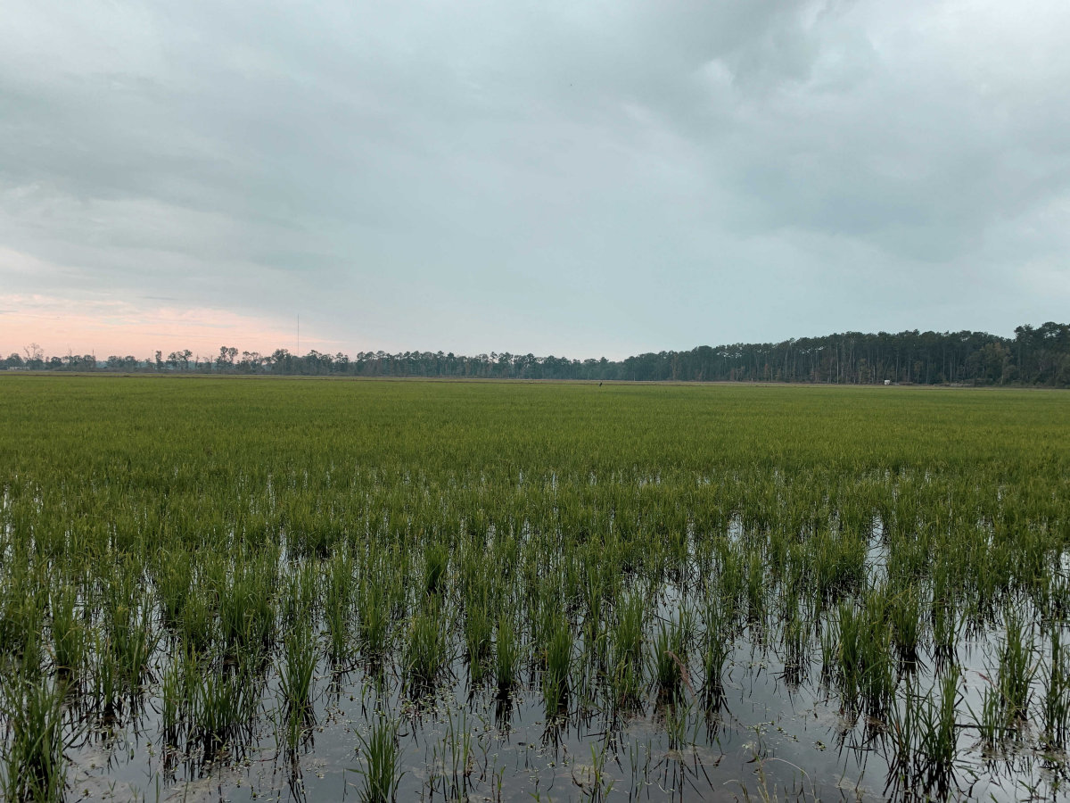 Louisiana rice field with leather workshop heritage inspiration