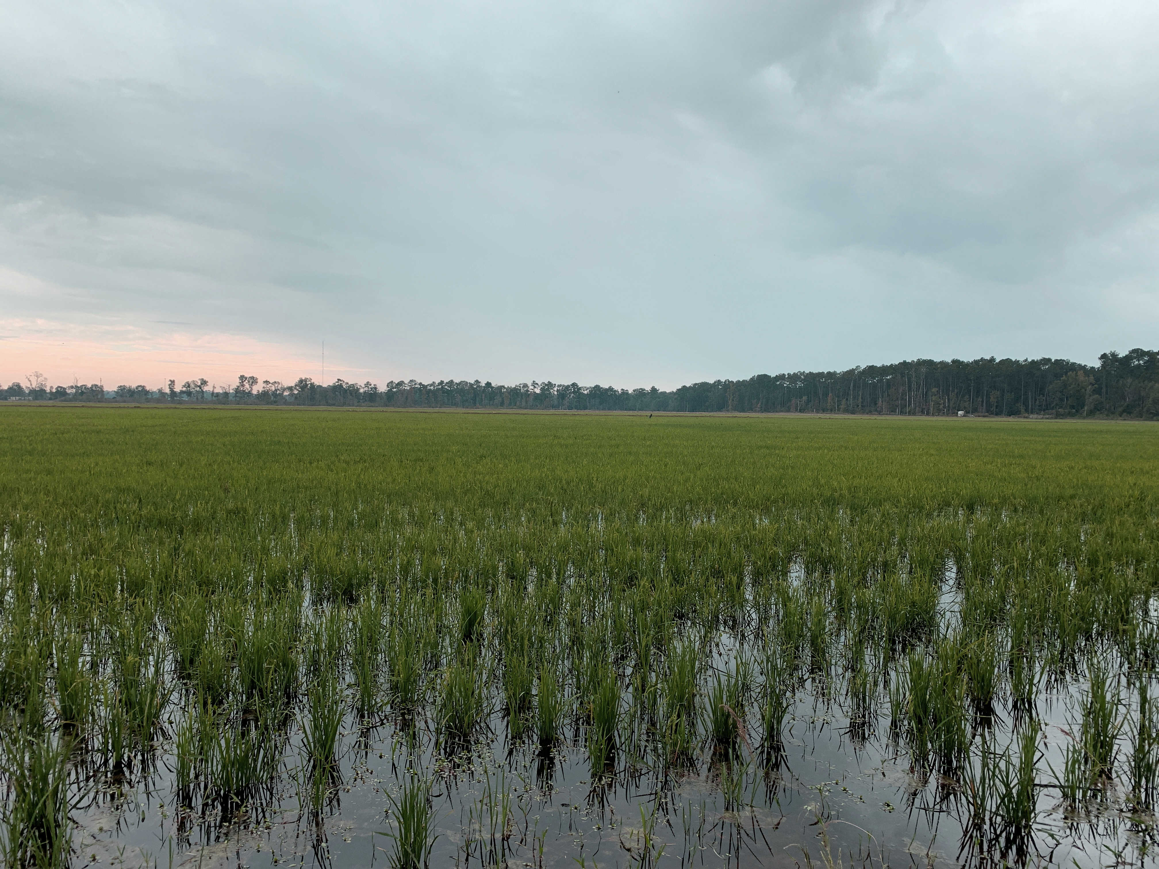 Louisiana rice field